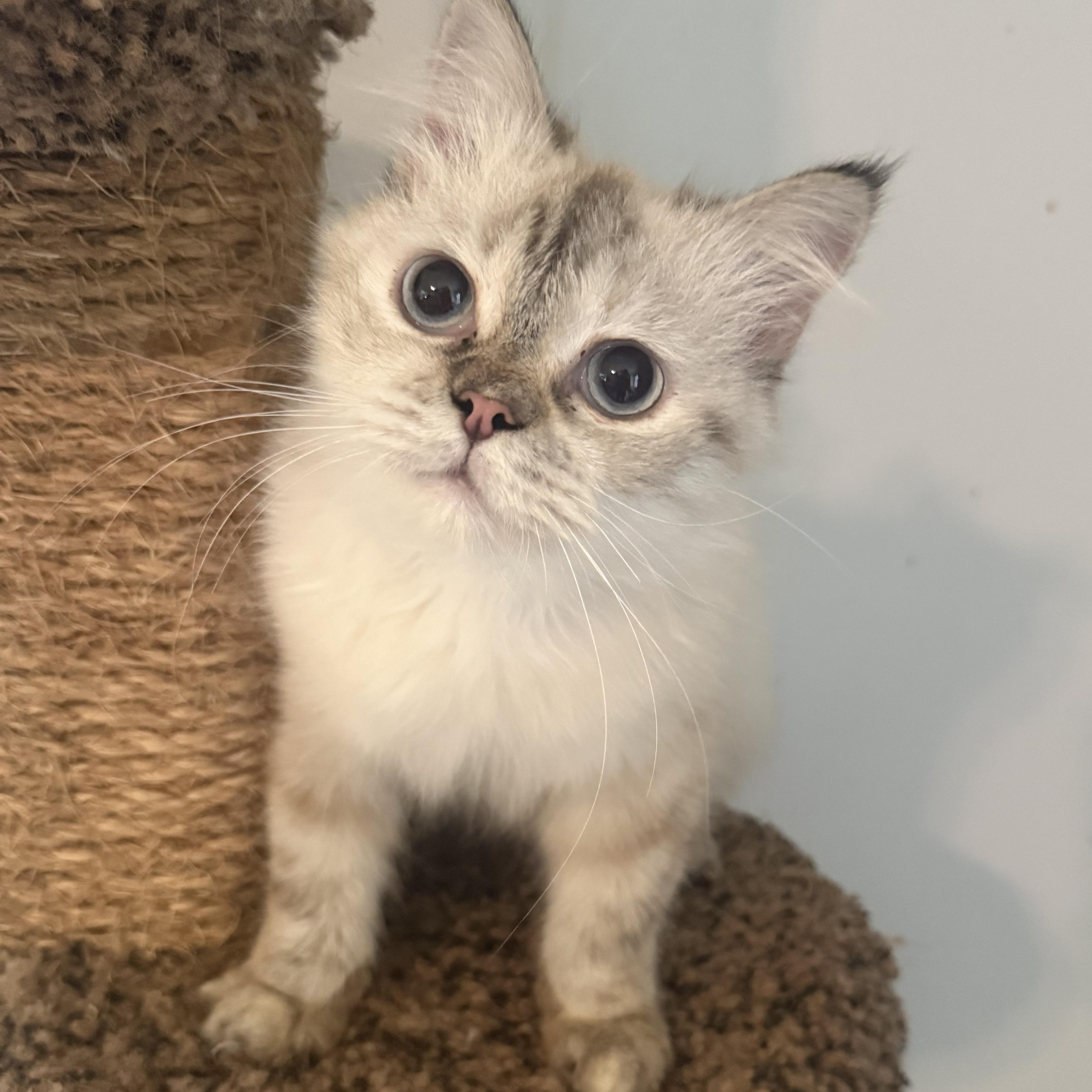Enlarge Marvelous Muffin - Ragdoll from Egypt, a Adopted mixed breed in Woodbridge, VA image 2/6