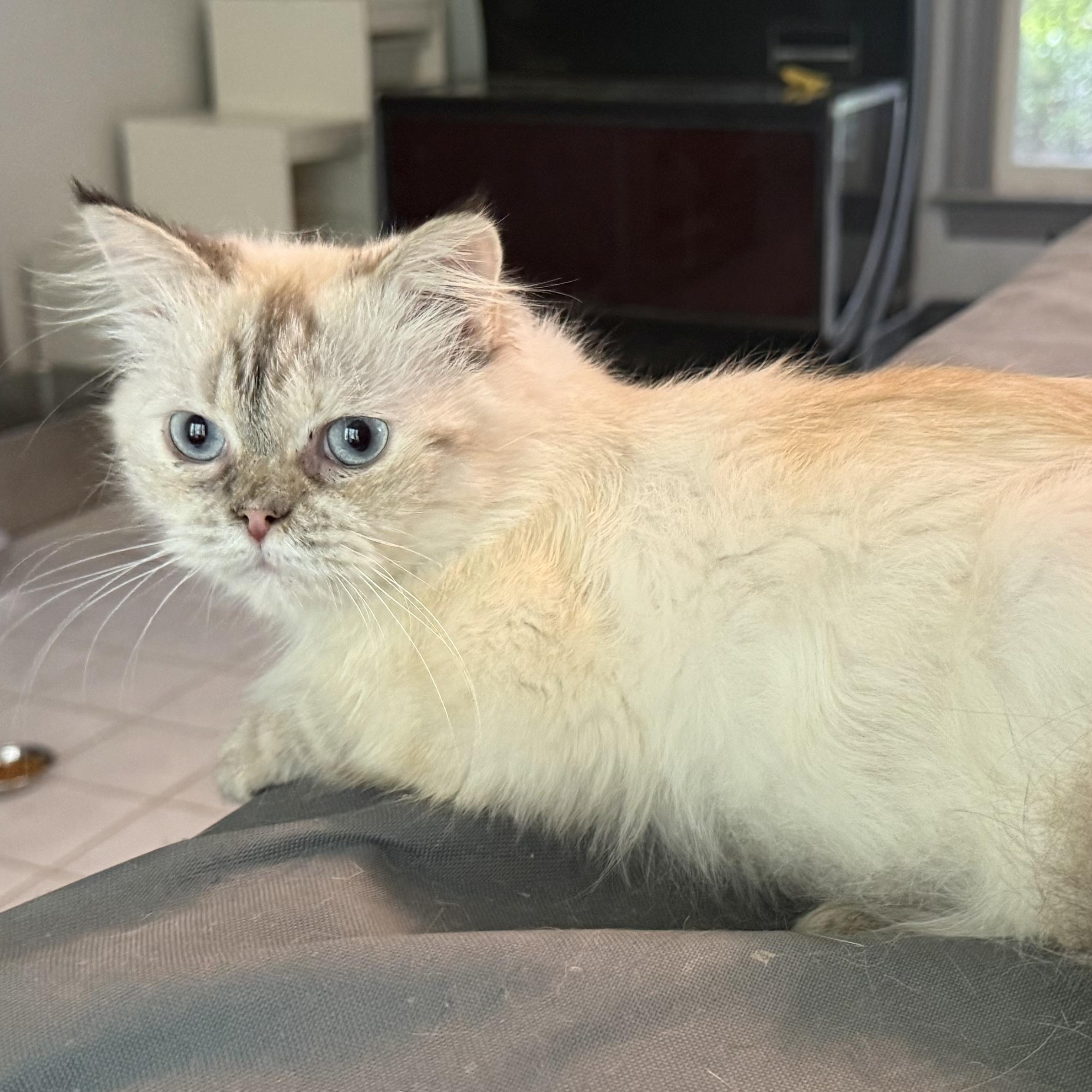 Marvelous Muffin - Ragdoll from Egypt, Adopted, Young Female Ragdoll.