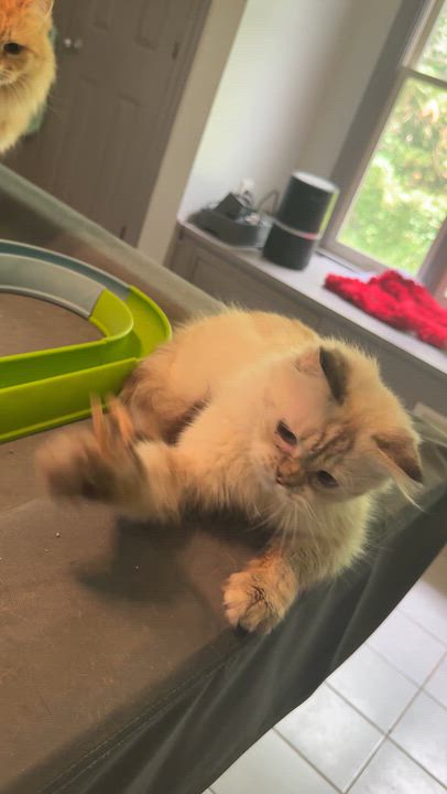 Enlarge Marvelous Muffin - Ragdoll from Egypt, a Adopted mixed breed in Woodbridge, VA video 4/6