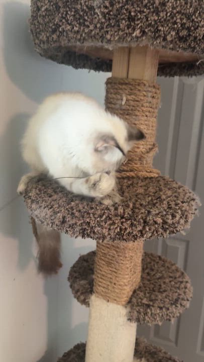 Enlarge Marvelous Muffin - Ragdoll from Egypt, a Adopted mixed breed in Woodbridge, VA video 6/6
