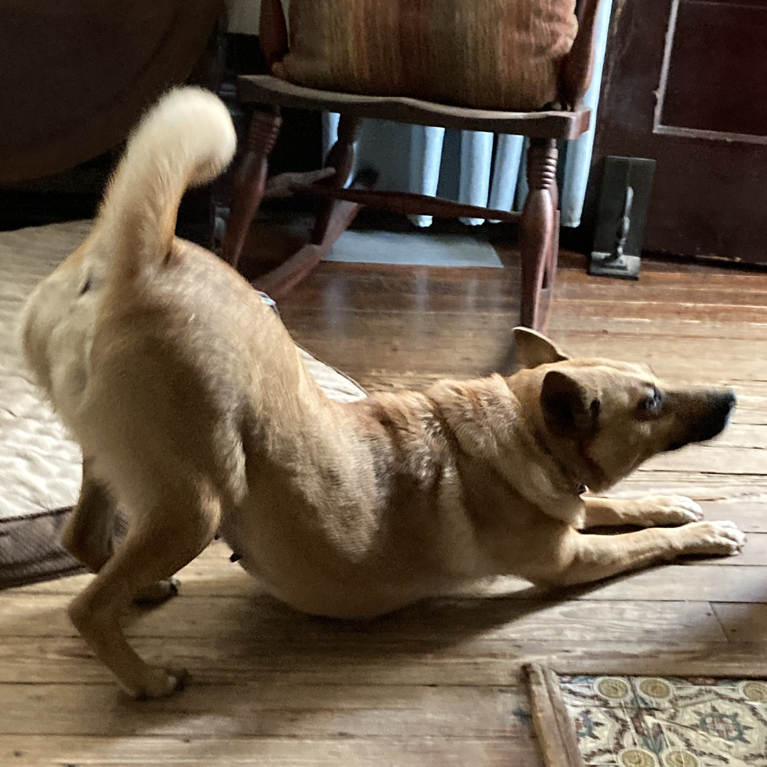 Sandy, Adoptable, Adult Female German Shepherd Dog & Corgi.