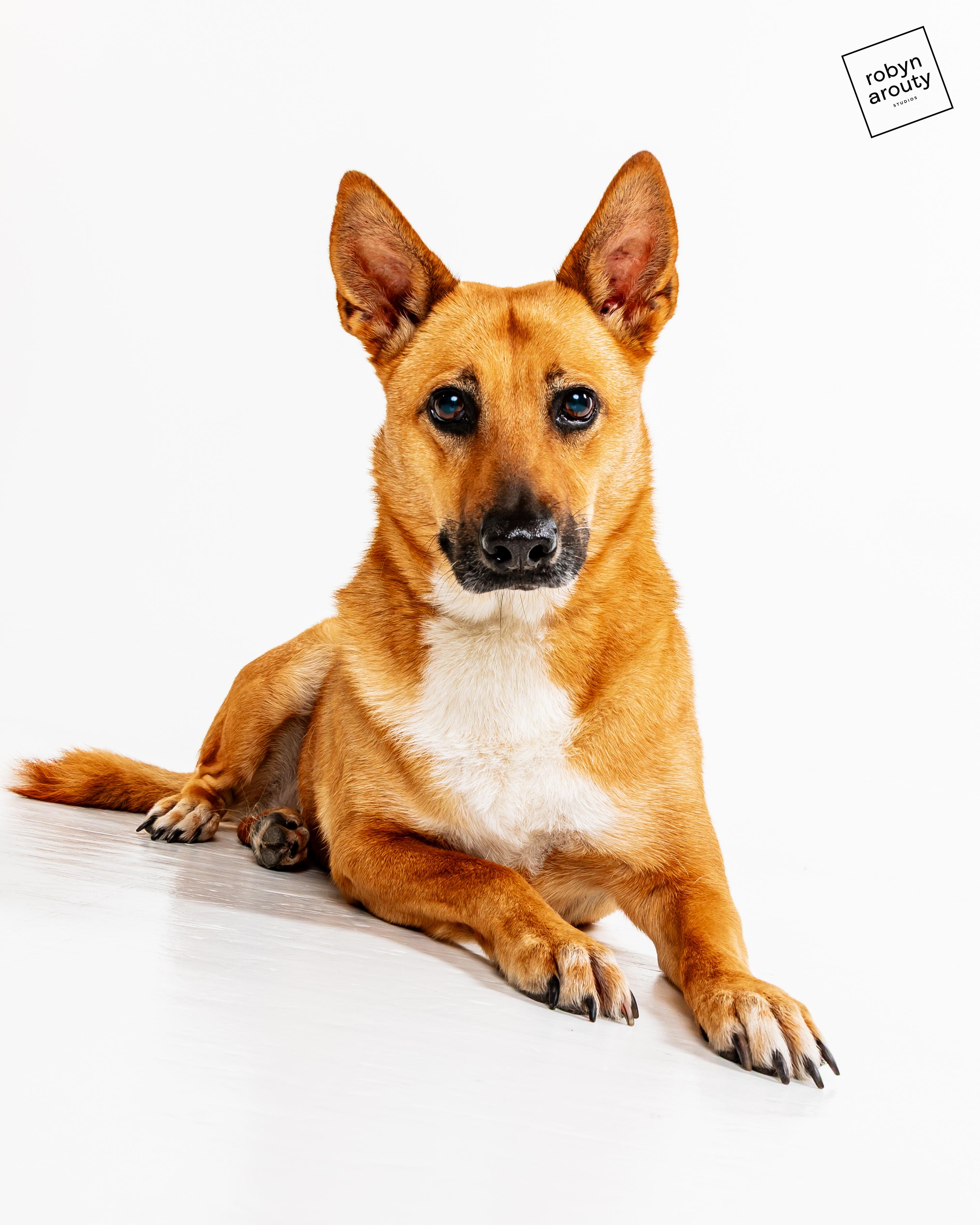 Enlarge Sandy, a Adoptable mixed breed in Houston, TX image 3/6