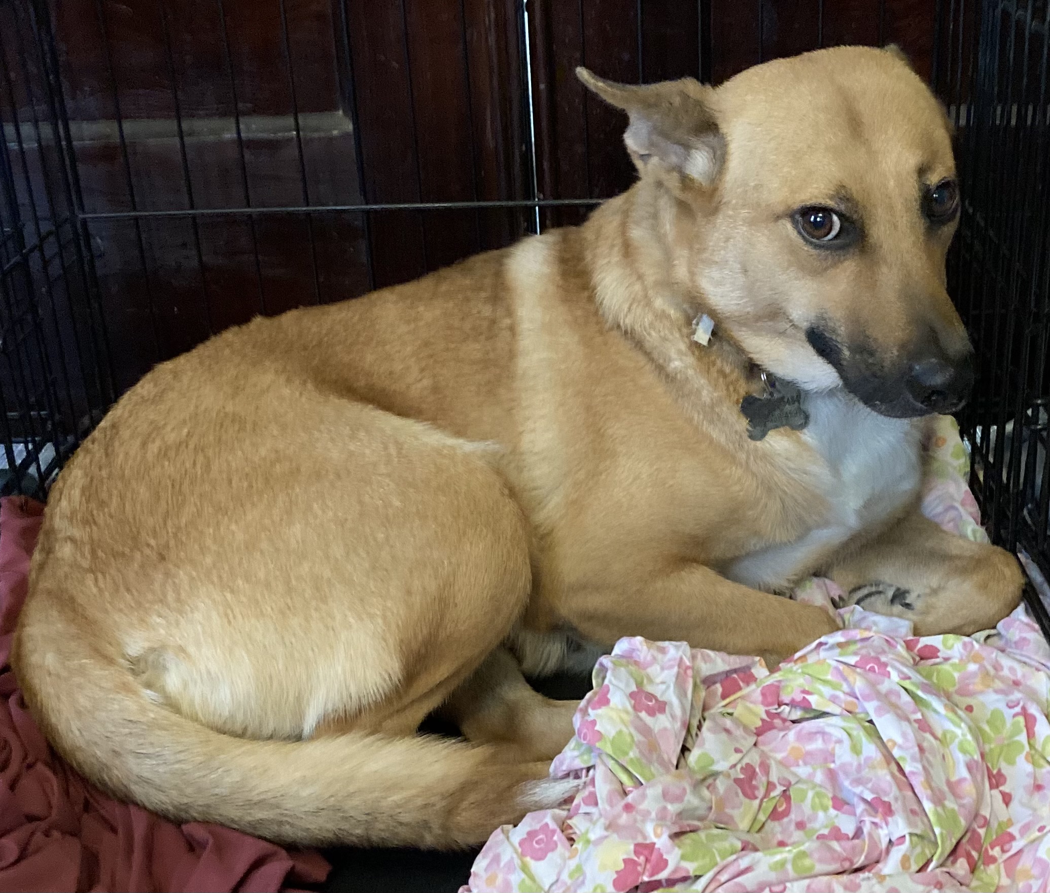 Sandy, a Adoptable mixed breed in Houston, TX image 4/6