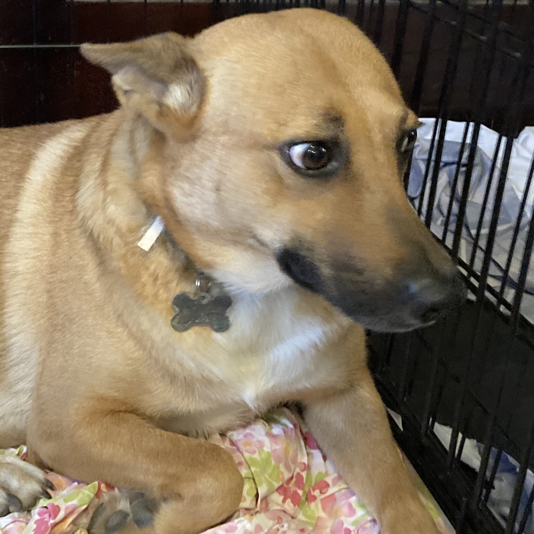 Sandy, a Adoptable mixed breed in Houston, TX image 5/6