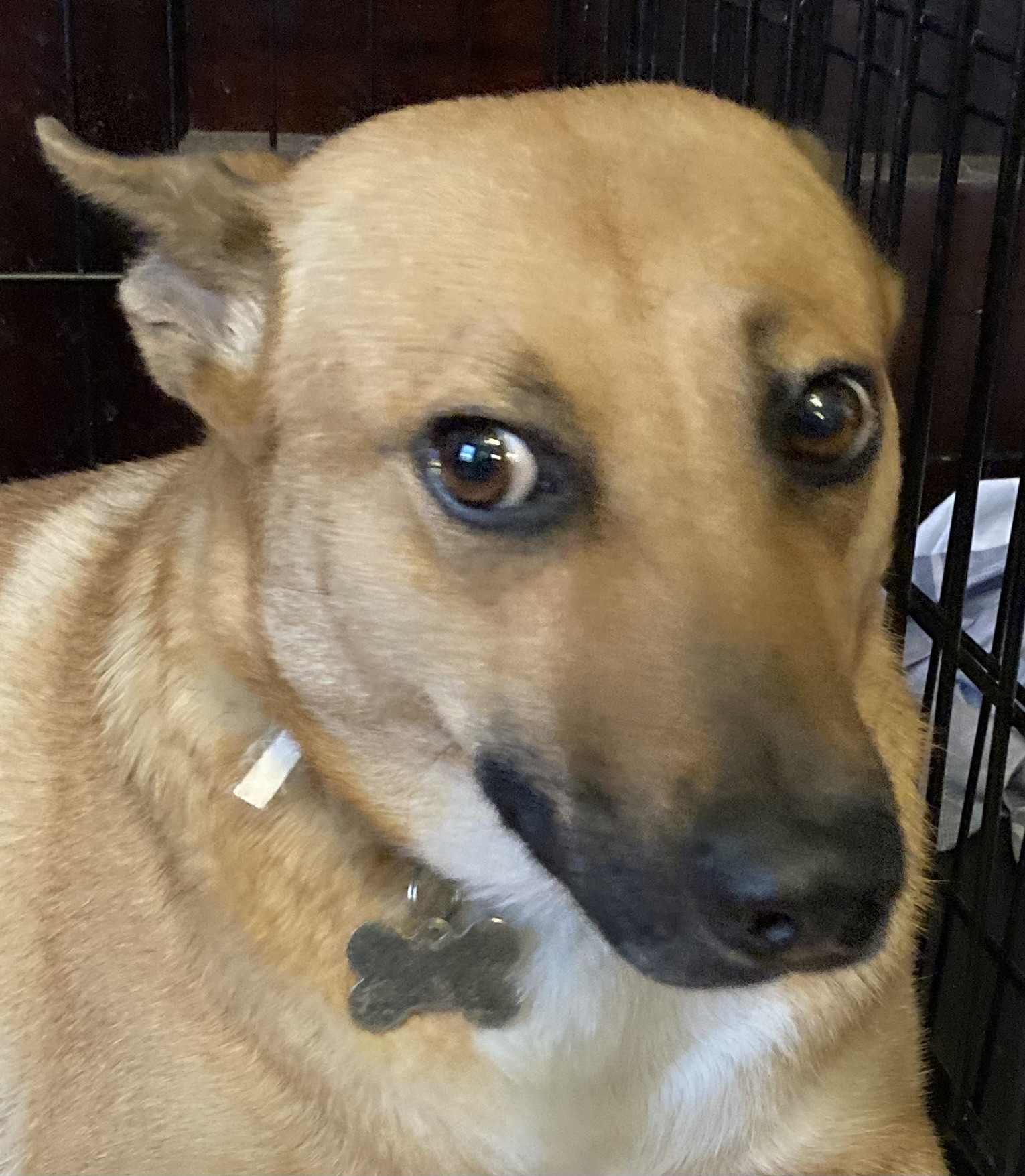 Sandy, a Adoptable mixed breed in Houston, TX image 6/6