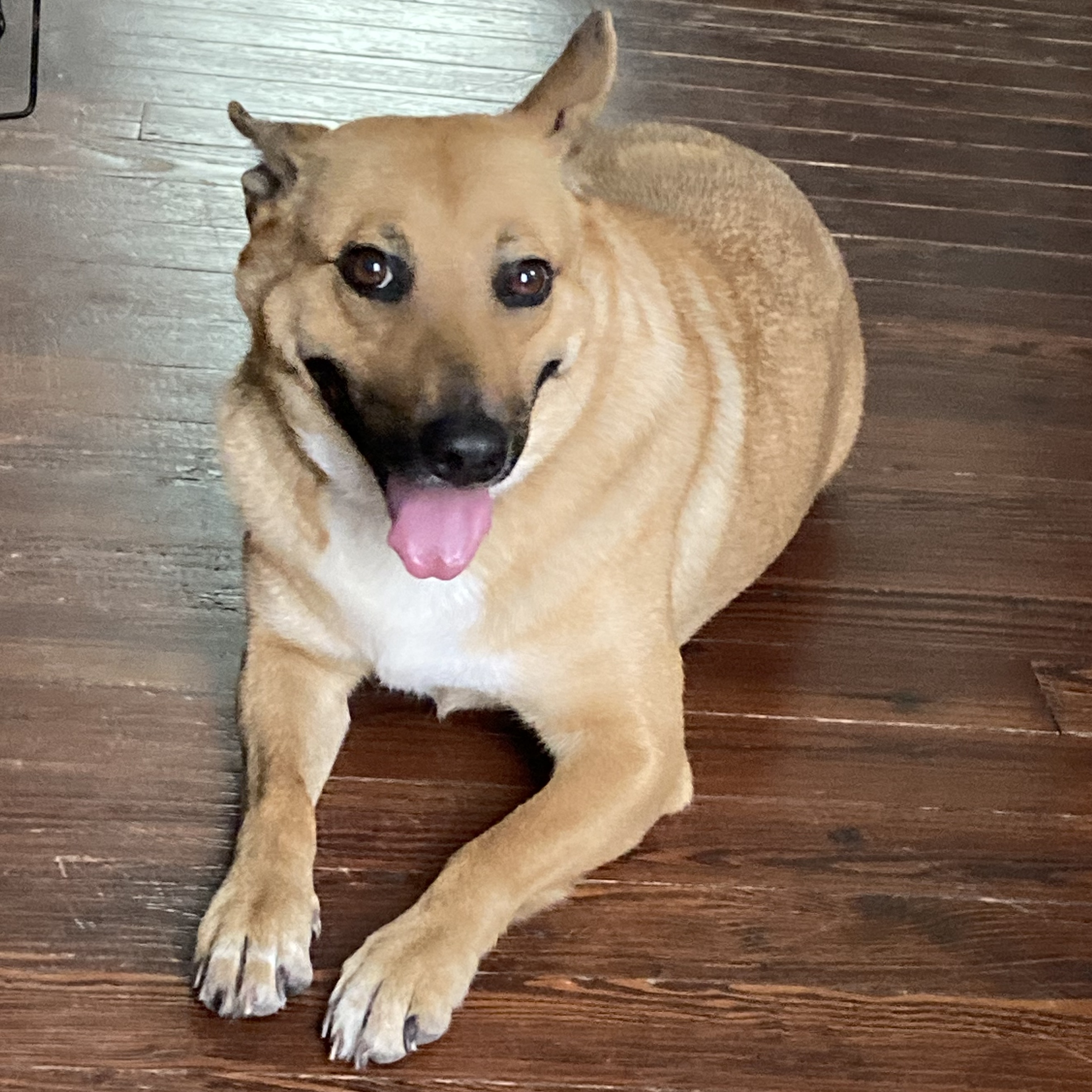 Sandy, Adoptable, Adult Female German Shepherd Dog & Corgi.