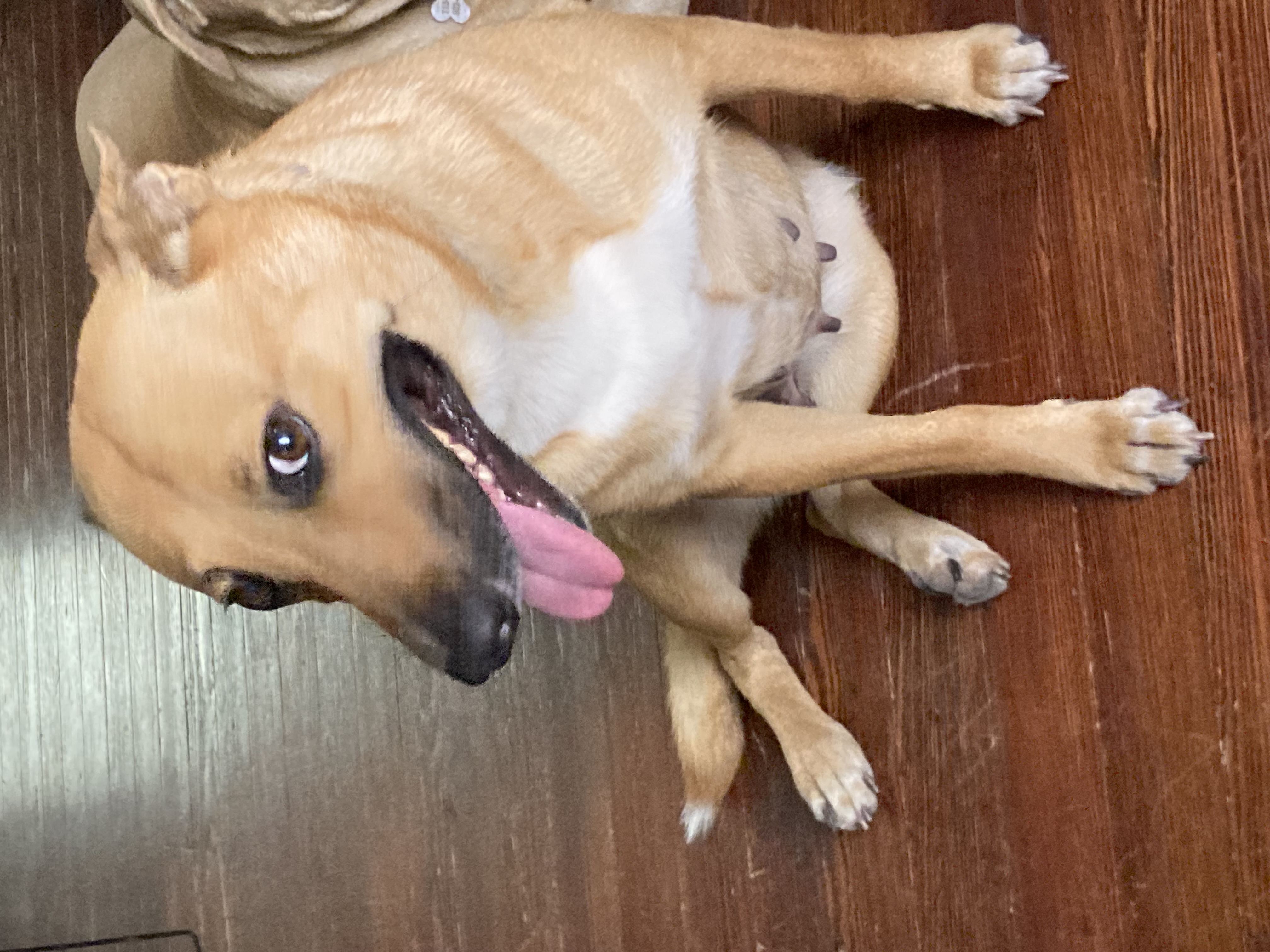 Sandy, a Adoptable mixed breed in Houston, TX image 3/6