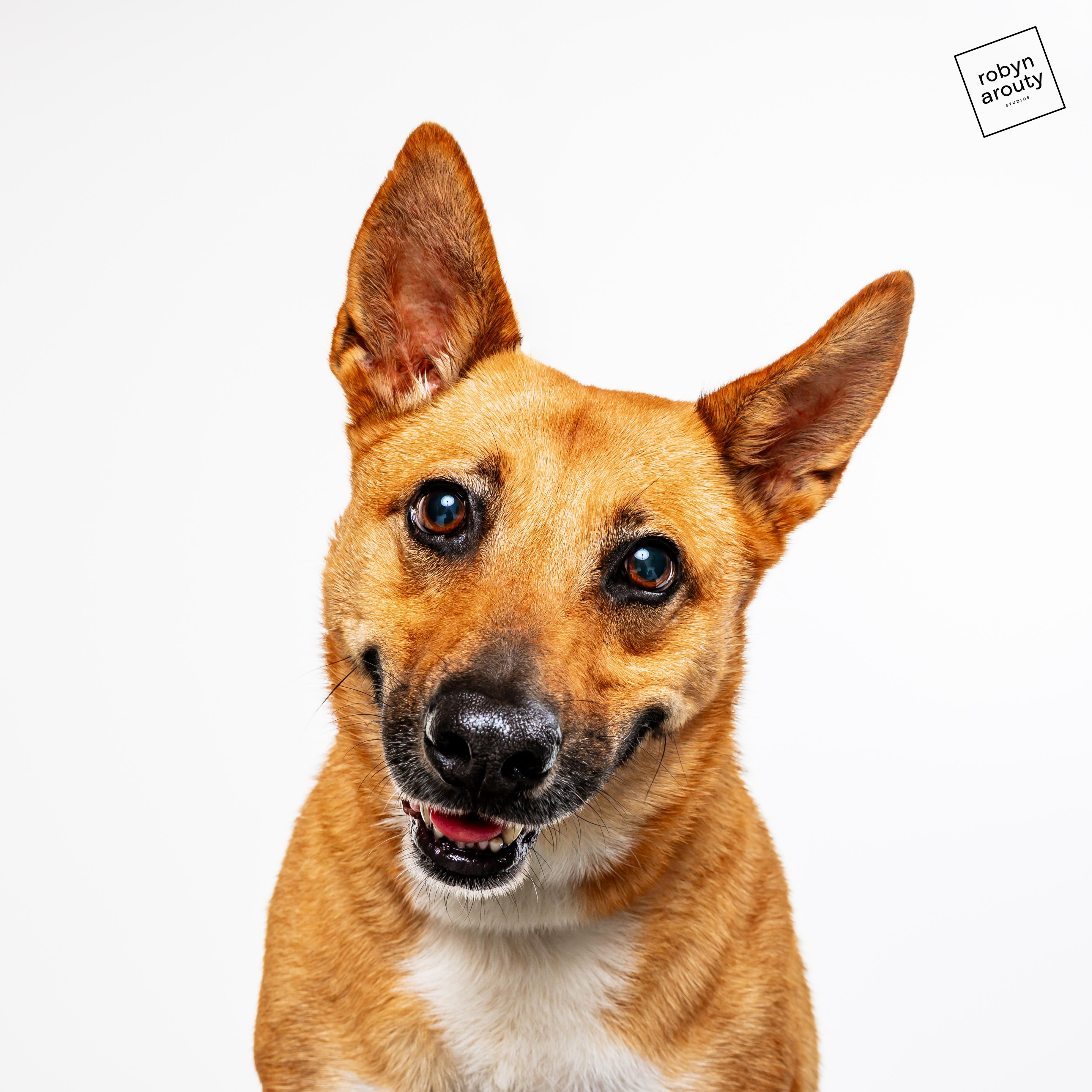 Sandy, Adoptable, Adult Female German Shepherd Dog & Corgi.