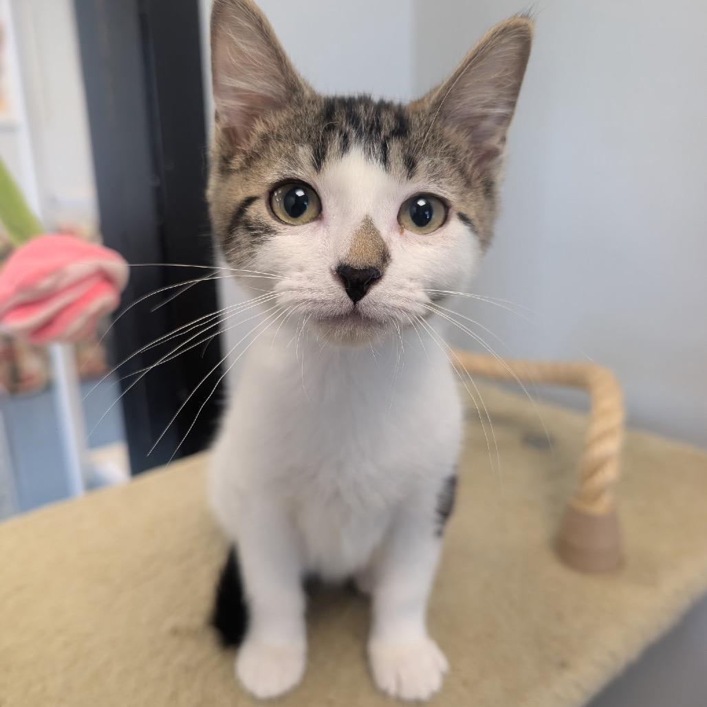 Enlarge Cub Cadet, a Adoptable Domestic Short Hair in Watertown, NY image 1/1