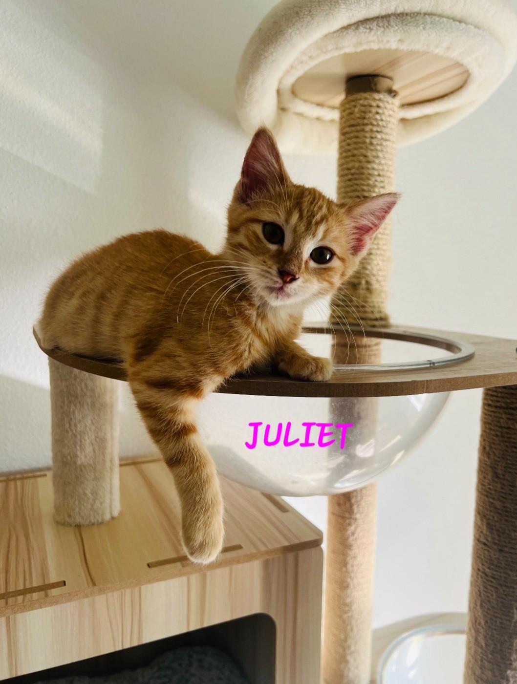 Juliet