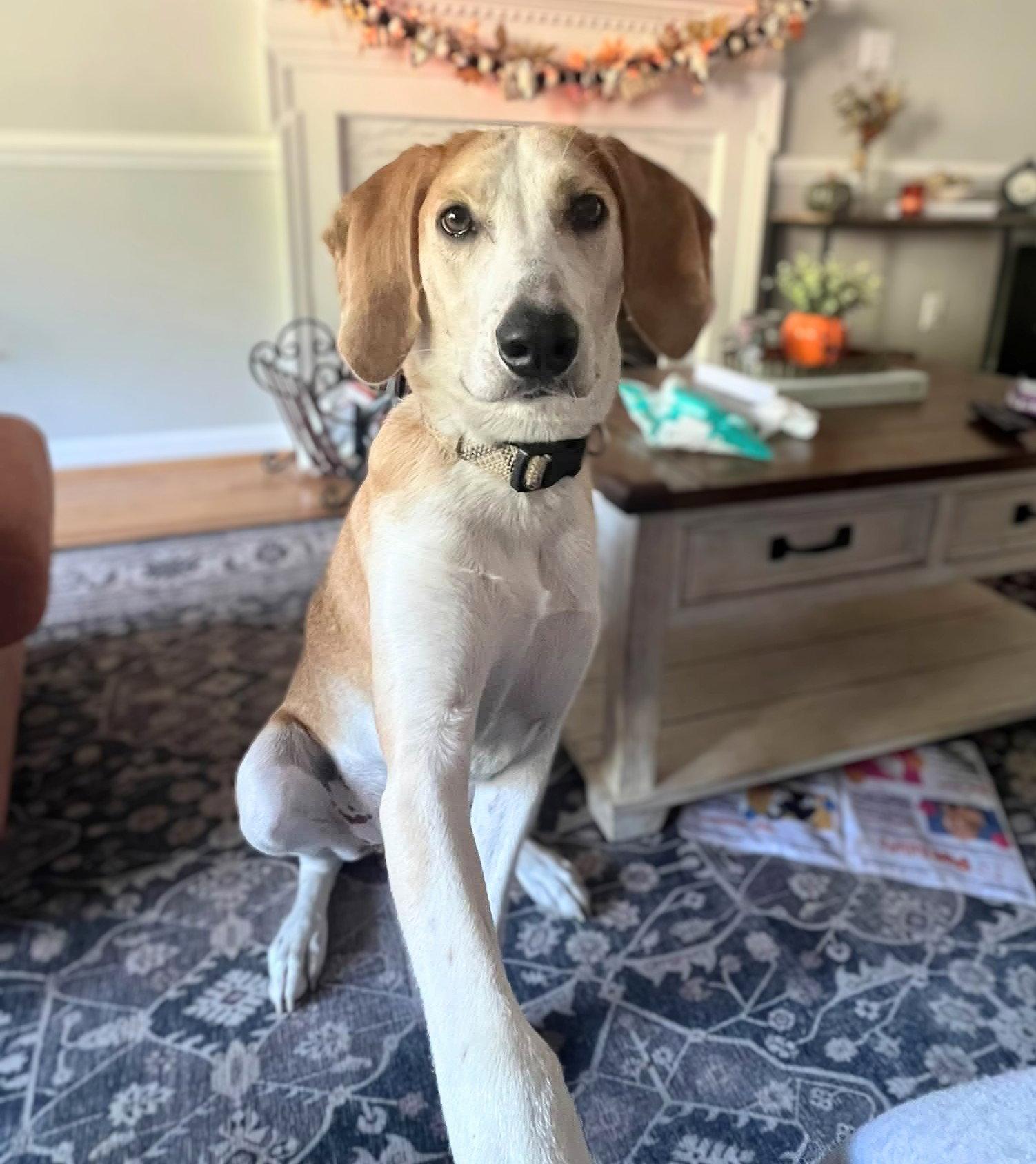 Hank photo