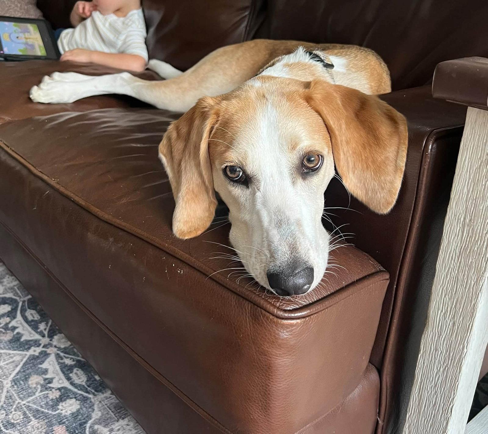 Enlarge Hank, a Adoptable Foxhound in Holly Springs, NC image 2/3