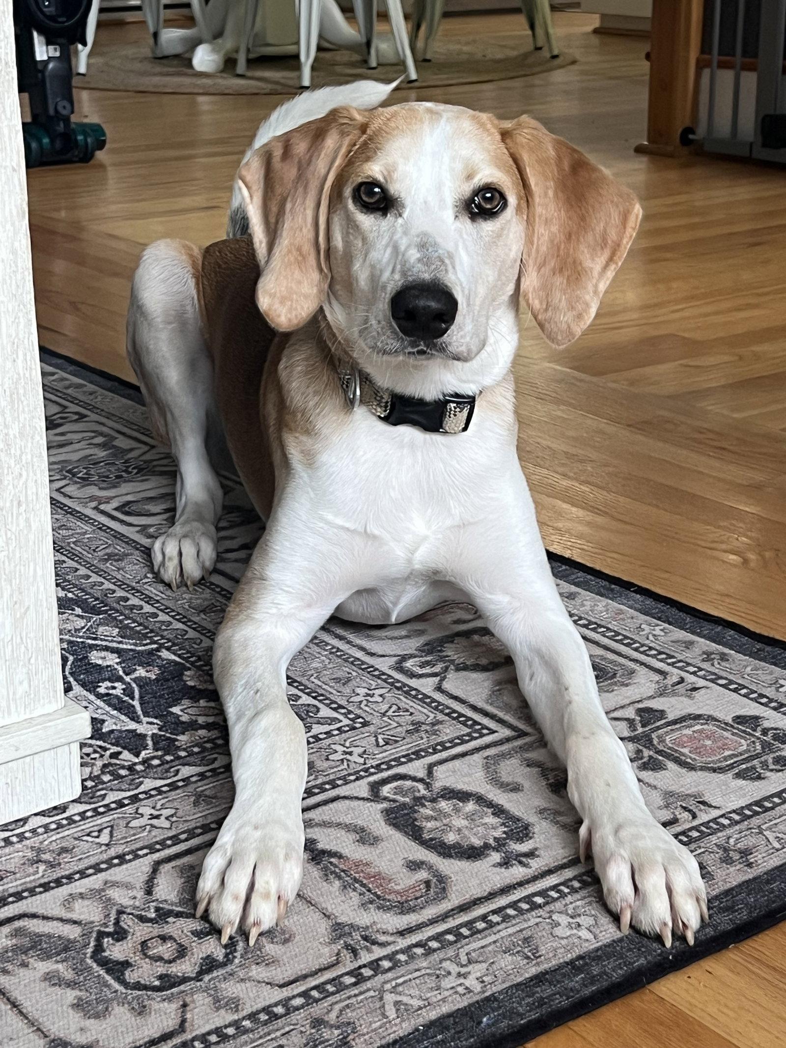 Enlarge Hank, a Adoptable Foxhound in Holly Springs, NC image 3/3