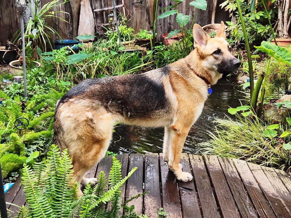 Ava, Young Female German Shepherd Dog