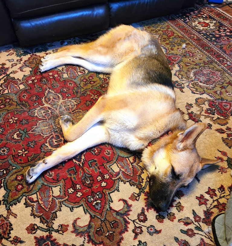 Ava, a Adoptable German Shepherd Dog in Pleasant Grove, CA image 2/4