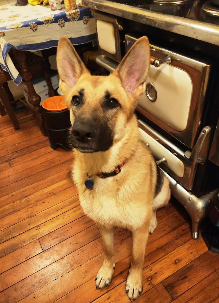 Ava, a Adoptable German Shepherd Dog in Pleasant Grove, CA image 3/4