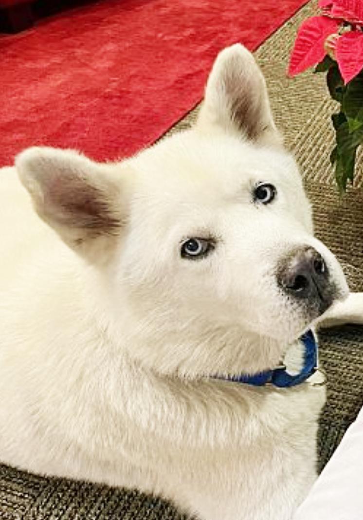 Enlarge Koda, a Adoptable mixed breed in Romoland, CA image 1/3