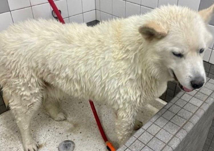 Enlarge Koda, a Adoptable mixed breed in Romoland, CA image 2/3