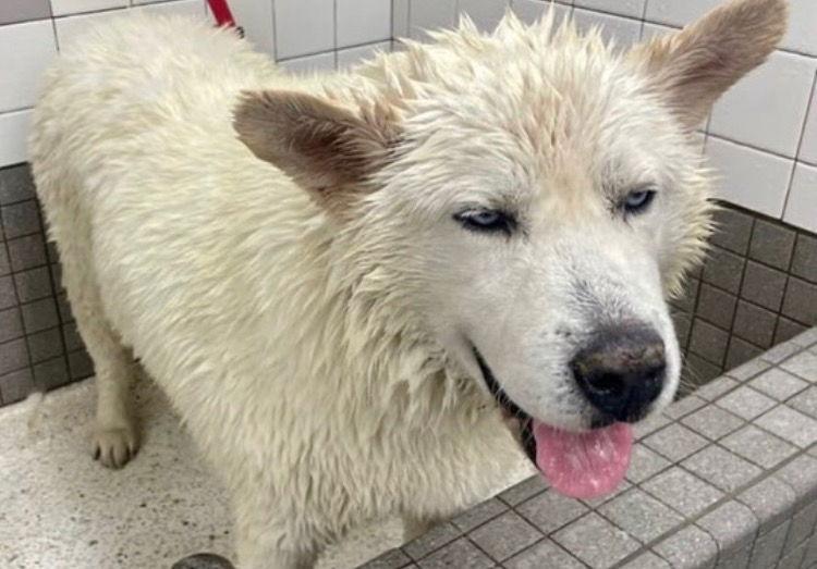 Enlarge Koda, a Adoptable mixed breed in Romoland, CA image 3/3