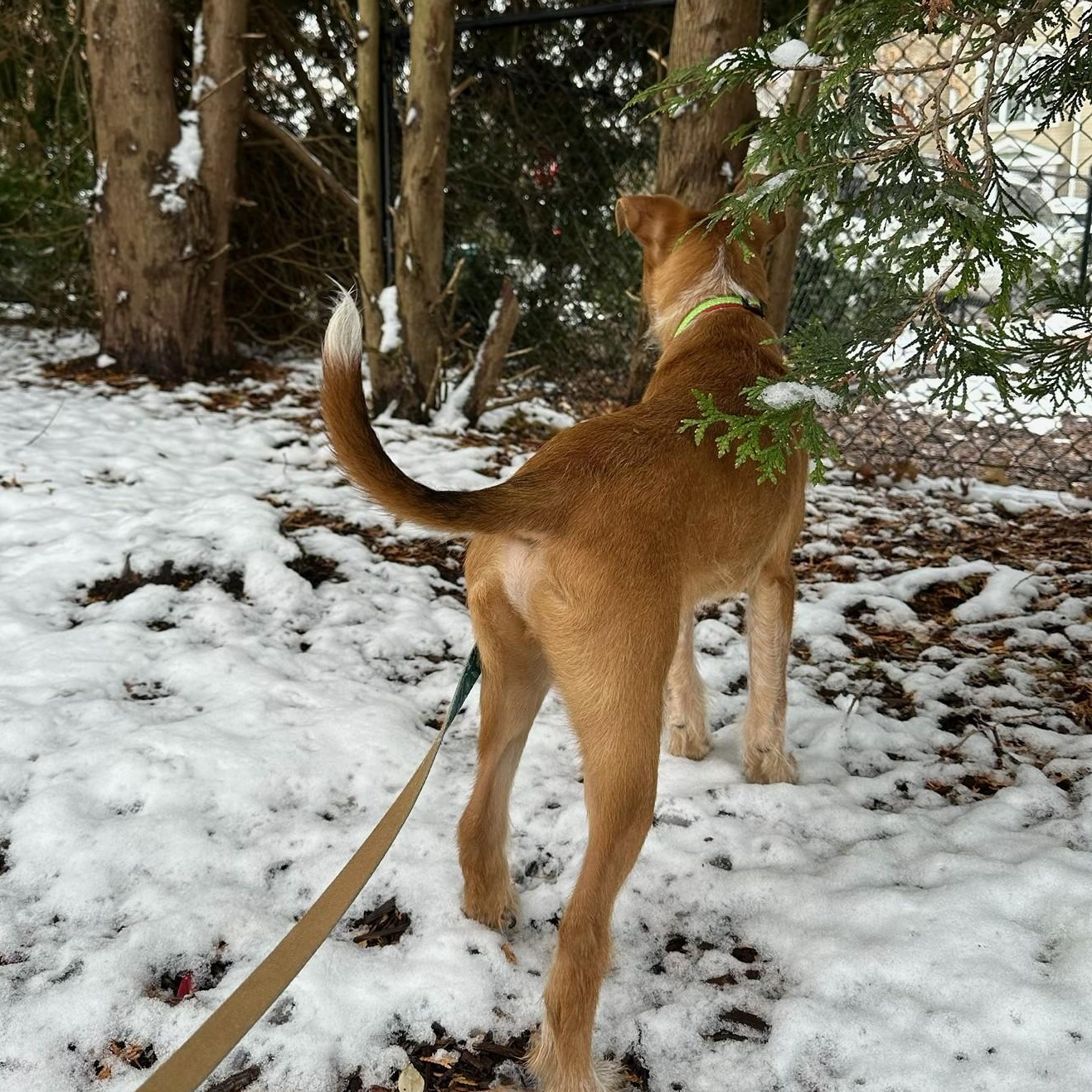 Hank, a ADOPTABLE mixed breed in Richmond, VA image 5/5