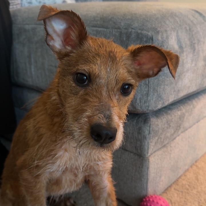 Hank, a ADOPTABLE mixed breed in Richmond, VA image 3/5