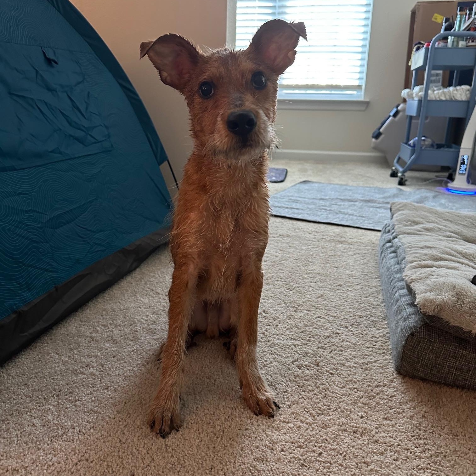 Hank, a ADOPTABLE mixed breed in Richmond, VA image 2/5