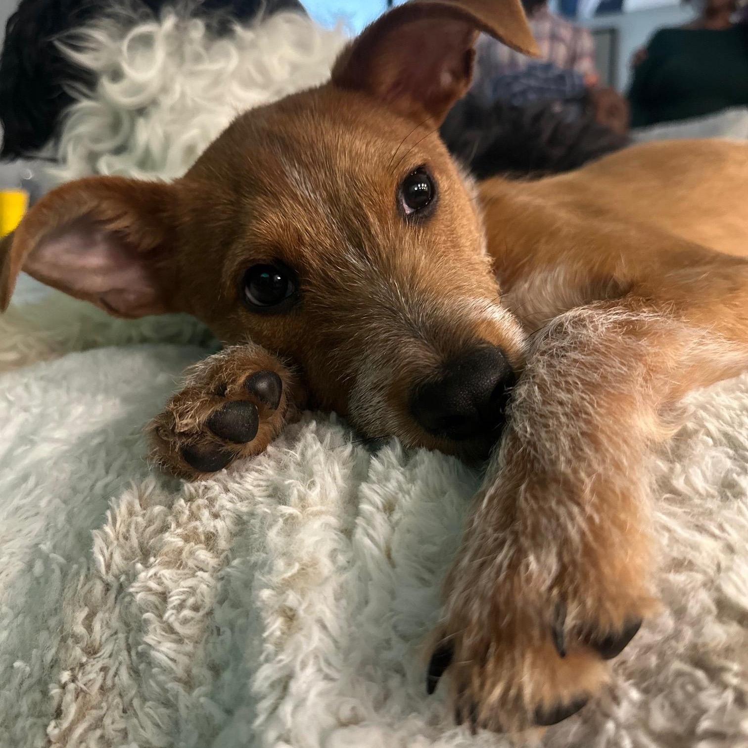 Hank, ADOPTABLE, Puppy Male Terrier.