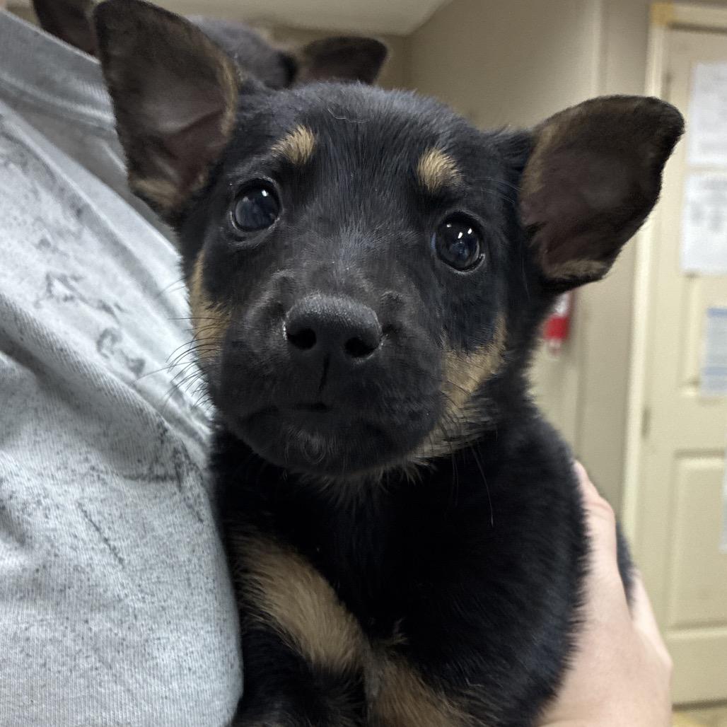 Enlarge CT Monopoly, a Adoptable mixed breed in Eastford, CT image 3/6