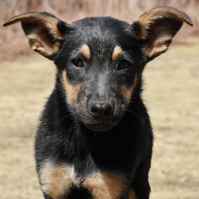 Enlarge CT Monopoly, a Adoptable mixed breed in Eastford, CT image 4/6