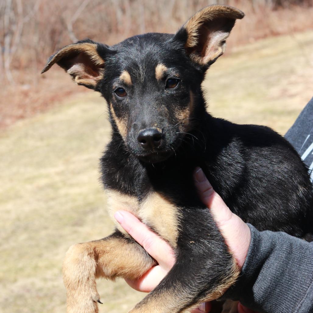 Enlarge CT Monopoly, a Adoptable mixed breed in Eastford, CT image 5/6