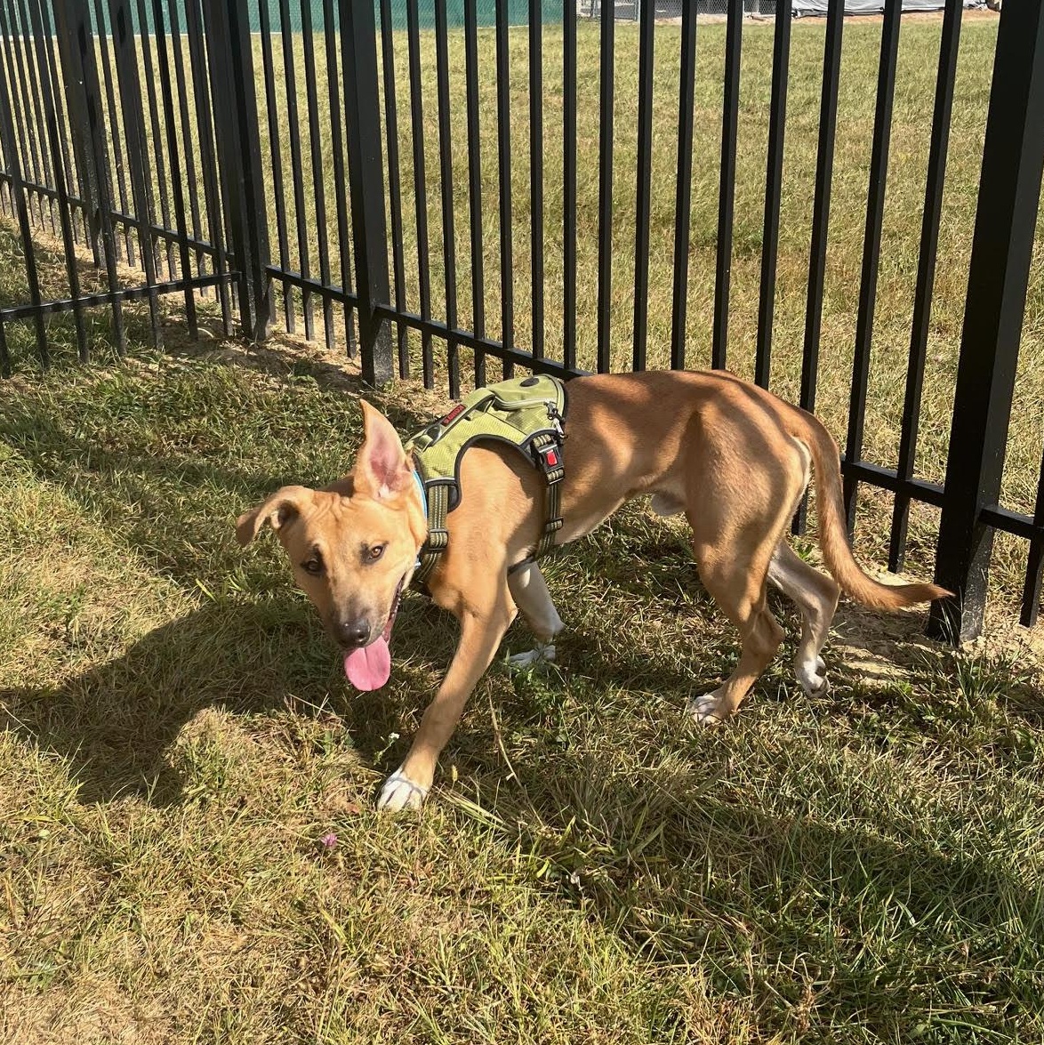 Ollie @ Prison Training Program