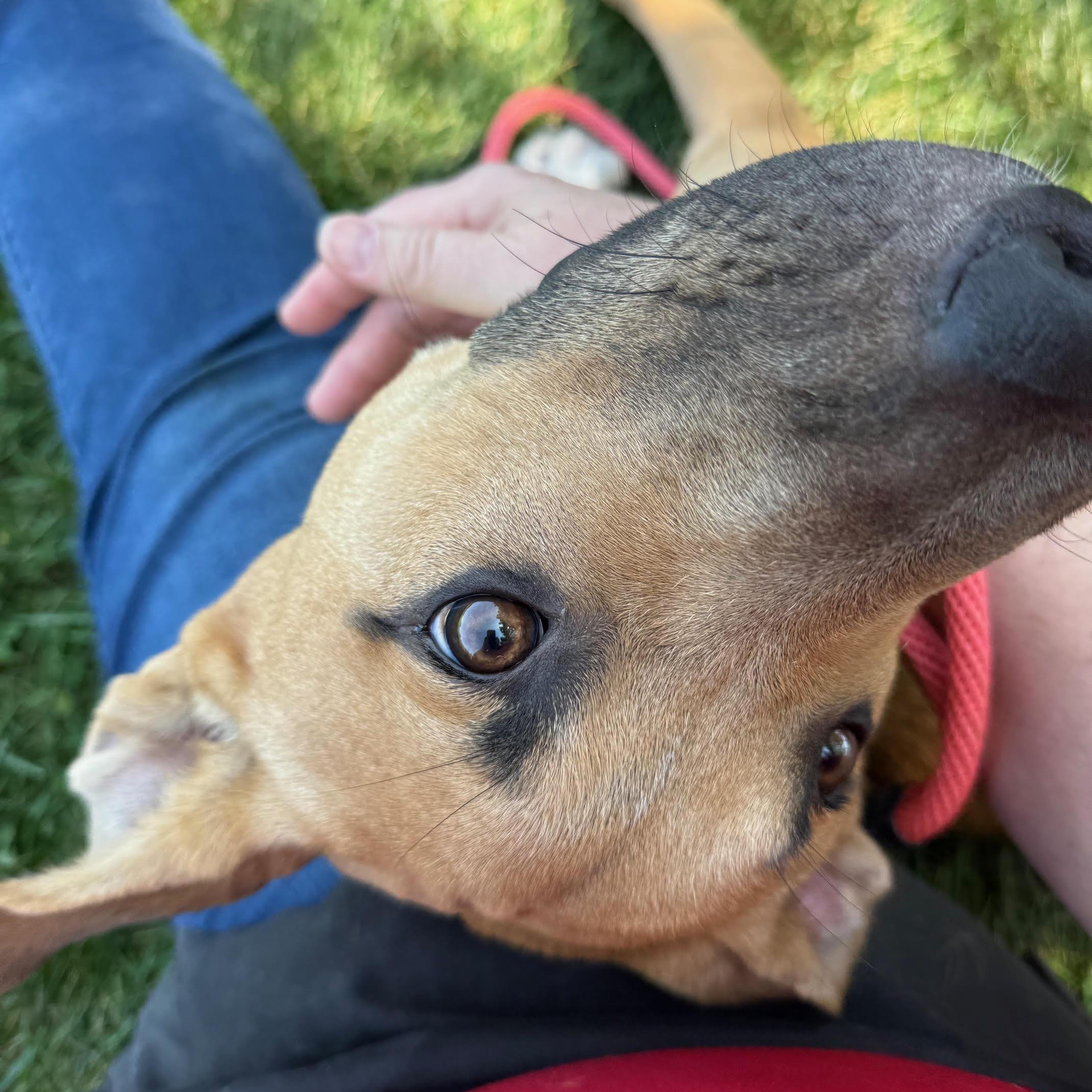 Ollie @ Prison Training Program