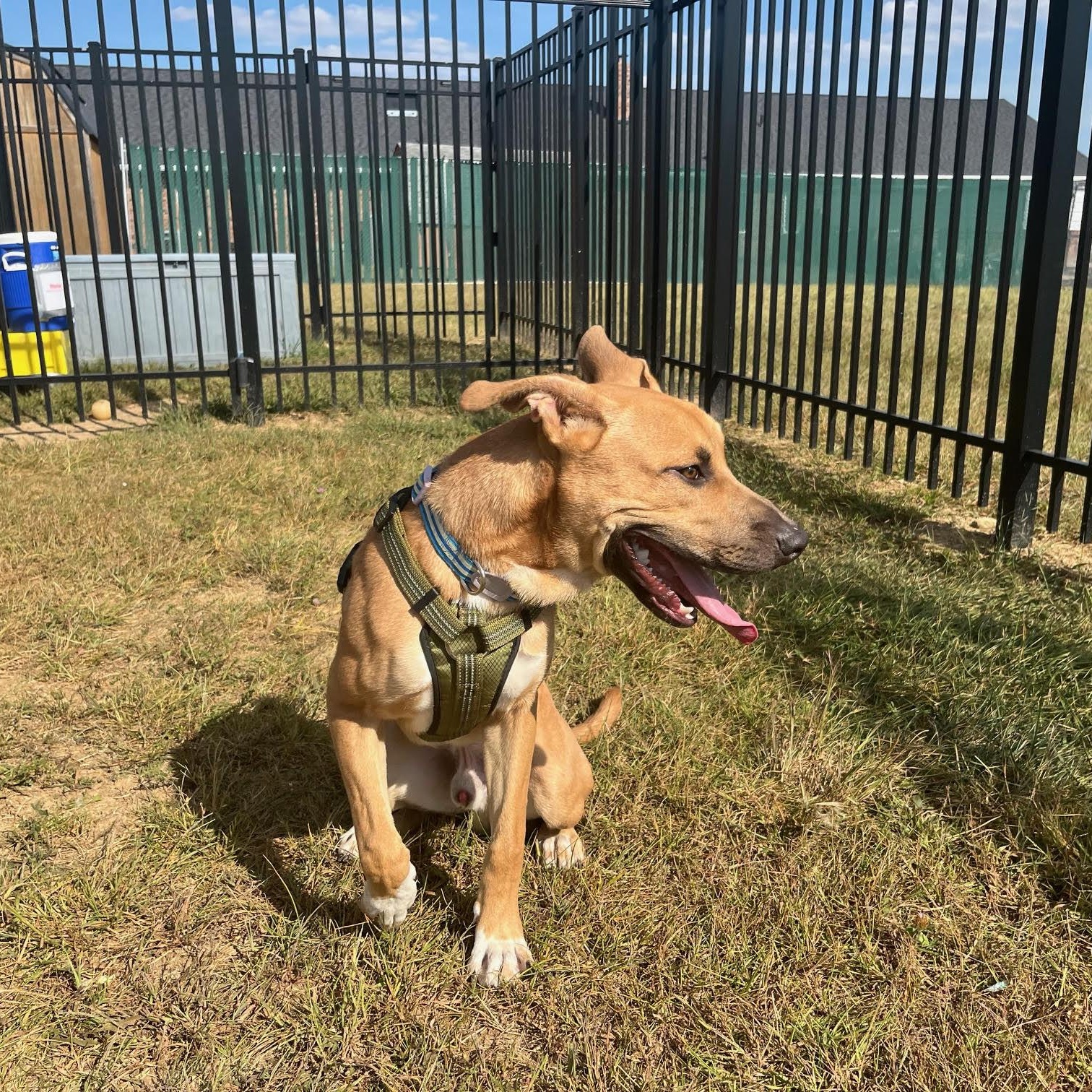 Ollie @ Prison Training Program