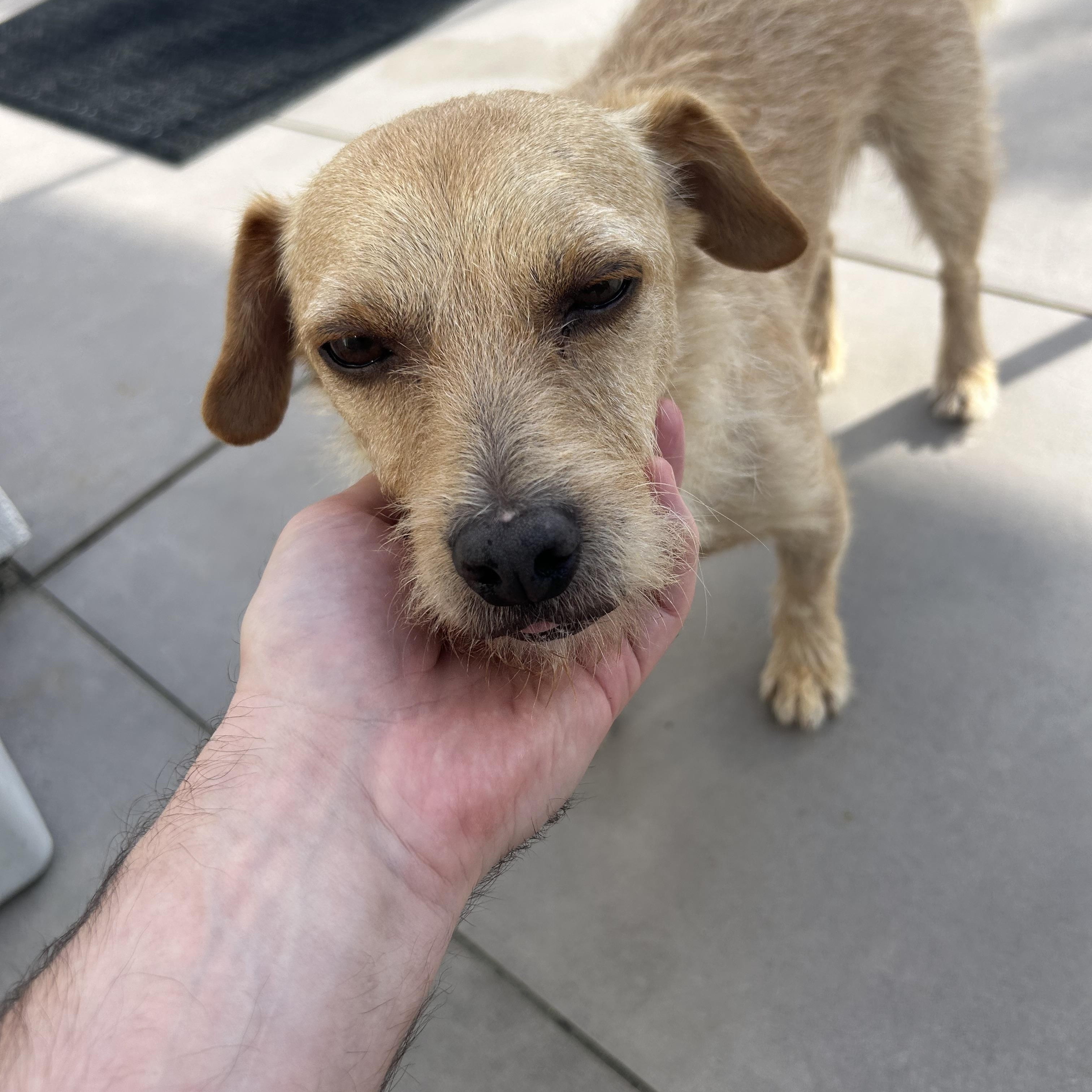 Enlarge Mono, a Adopted mixed breed in San Diego, CA image 4/6