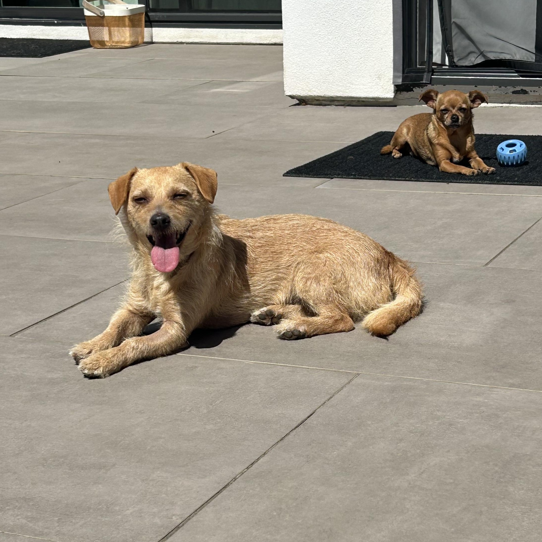 Enlarge Mono, a Adopted mixed breed in San Diego, CA image 6/6