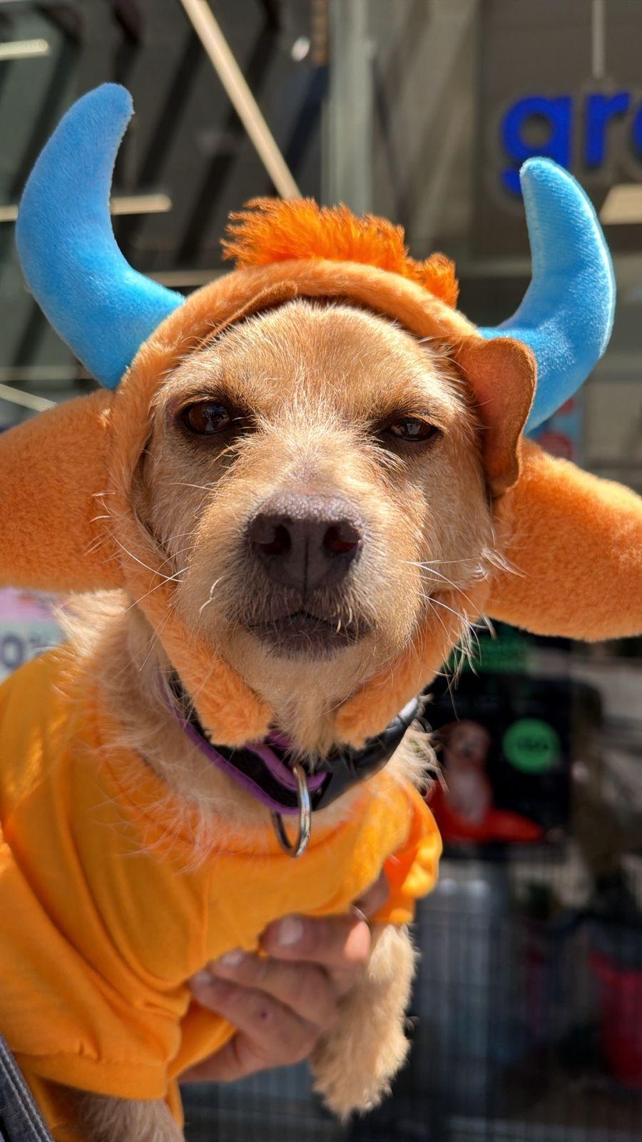 Enlarge Mono, a Adopted mixed breed in San Diego, CA image 5/6