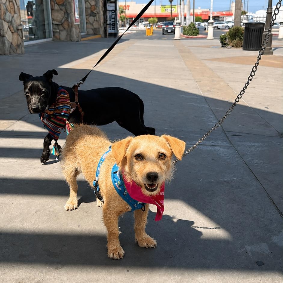 Enlarge Mono, a Adopted mixed breed in San Diego, CA image 2/6