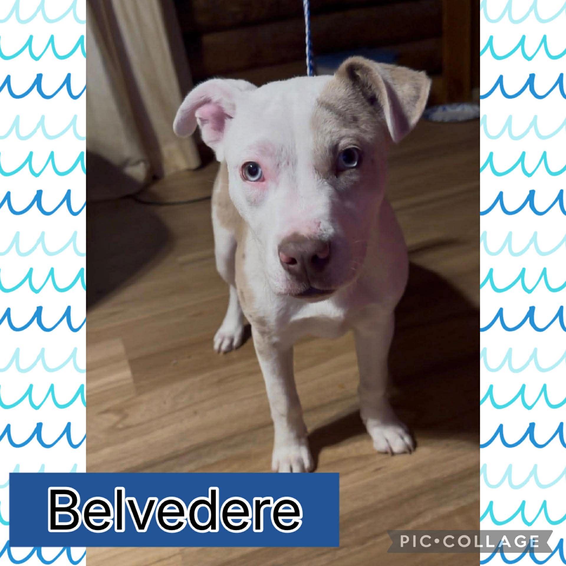 Belvedere, ADOPTABLE, Puppy Male American Bully & Boston Terrier.