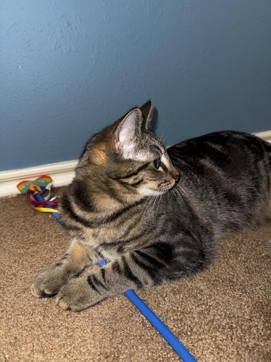 Ophelia — thumbnail 2