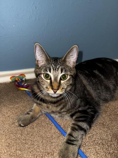 Ophelia — thumbnail 3