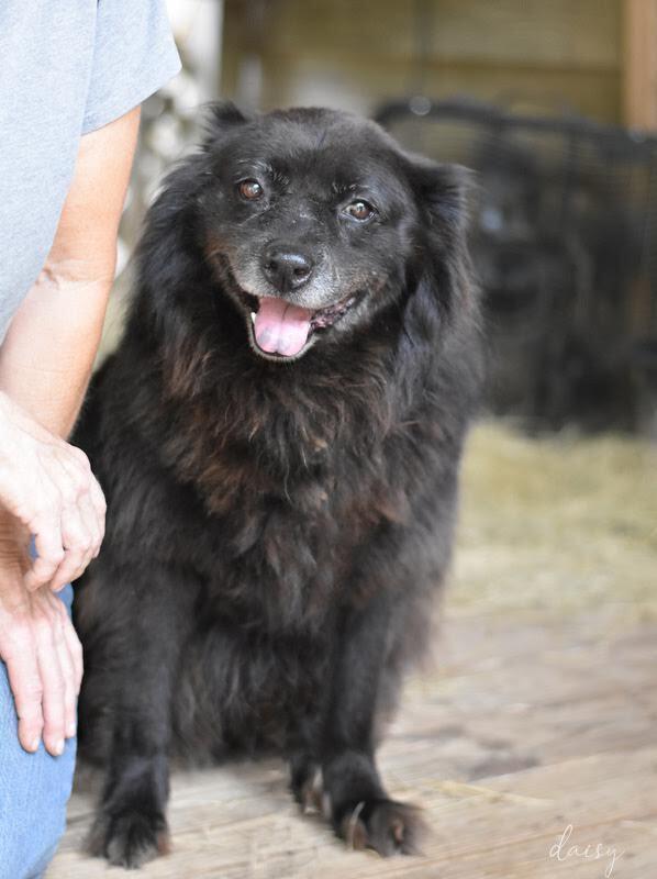 Enlarge Daisy (Trinity), a Adoptable mixed breed in Brewster , NY image 1/3