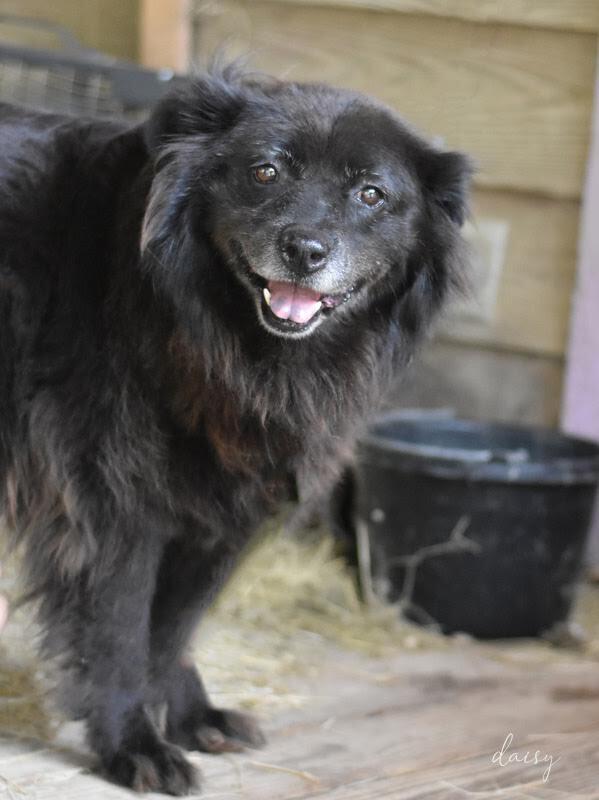 Enlarge Daisy (Trinity), a Adoptable mixed breed in Brewster , NY image 2/3