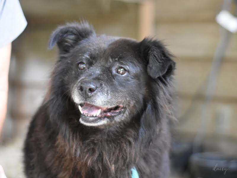 Enlarge Daisy (Trinity), a Adoptable mixed breed in Brewster , NY image 3/3