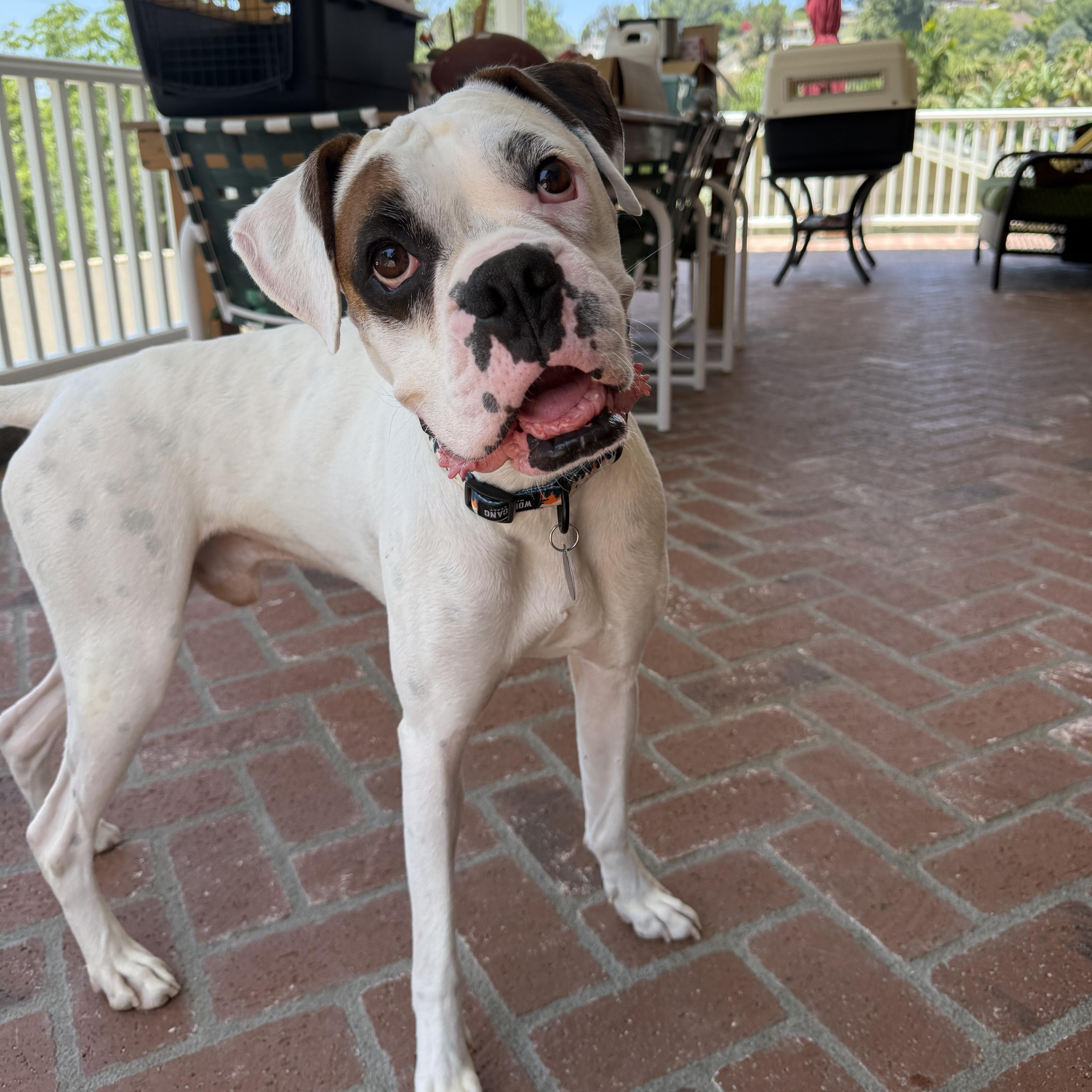 Bruno, a ADOPTABLE Boxer in San Diego, CA image 1/6