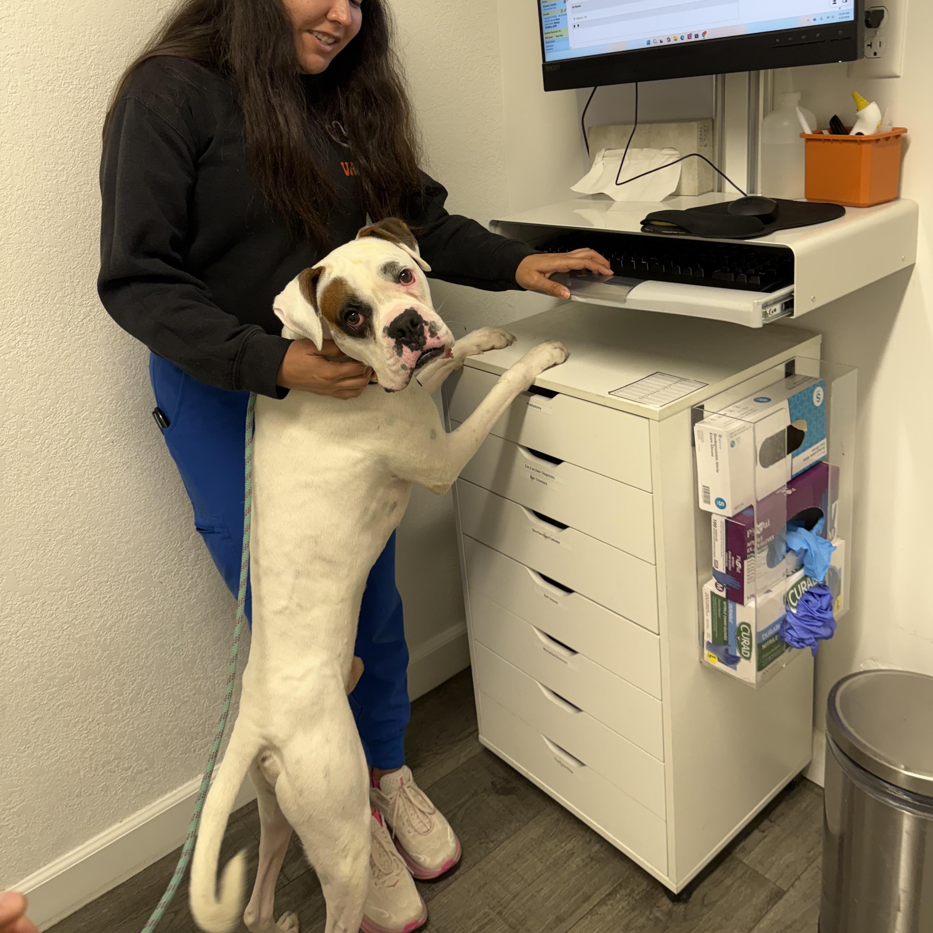 Bruno, a ADOPTABLE Boxer in San Diego, CA image 3/6