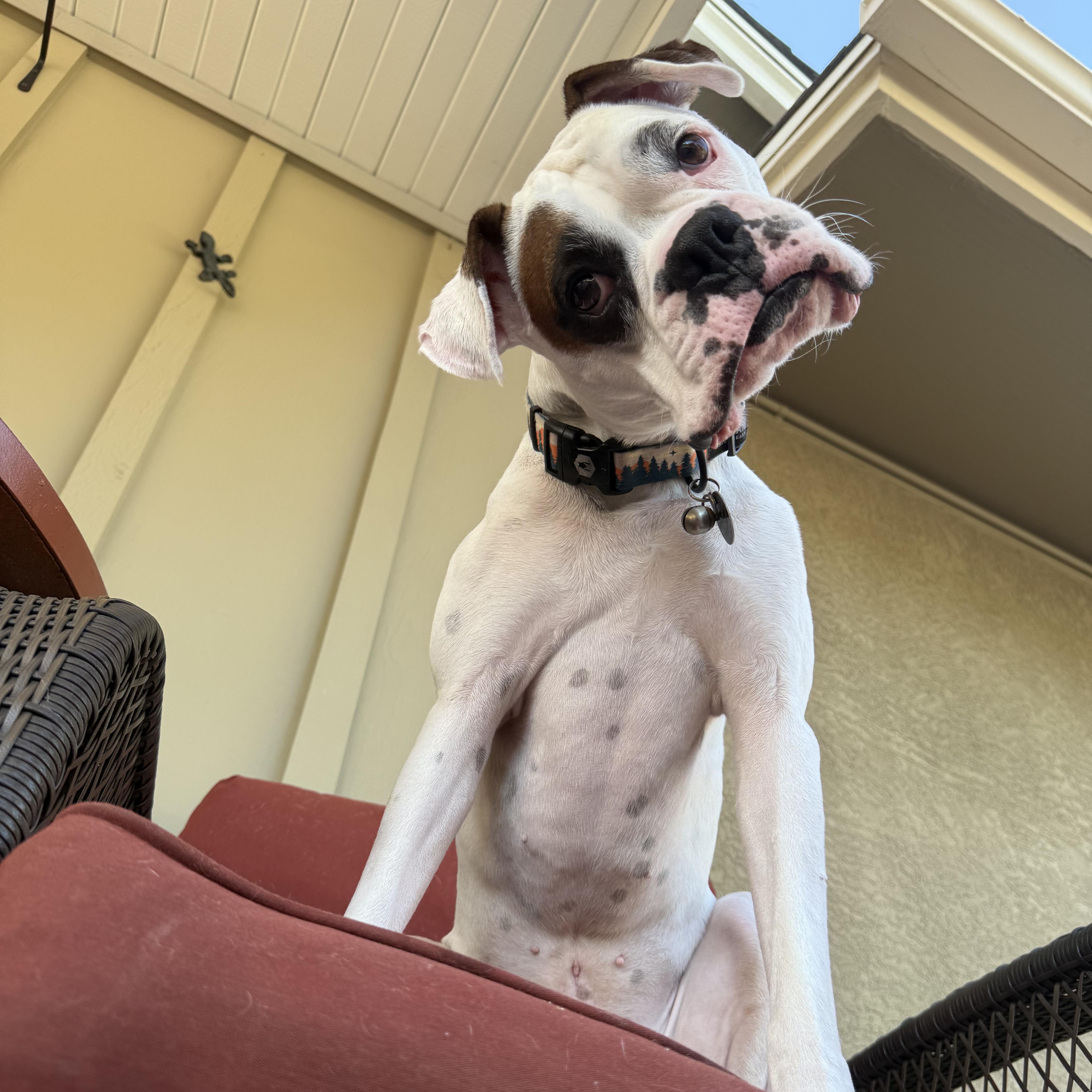 Bruno, ADOPTABLE, Adult Male Boxer.