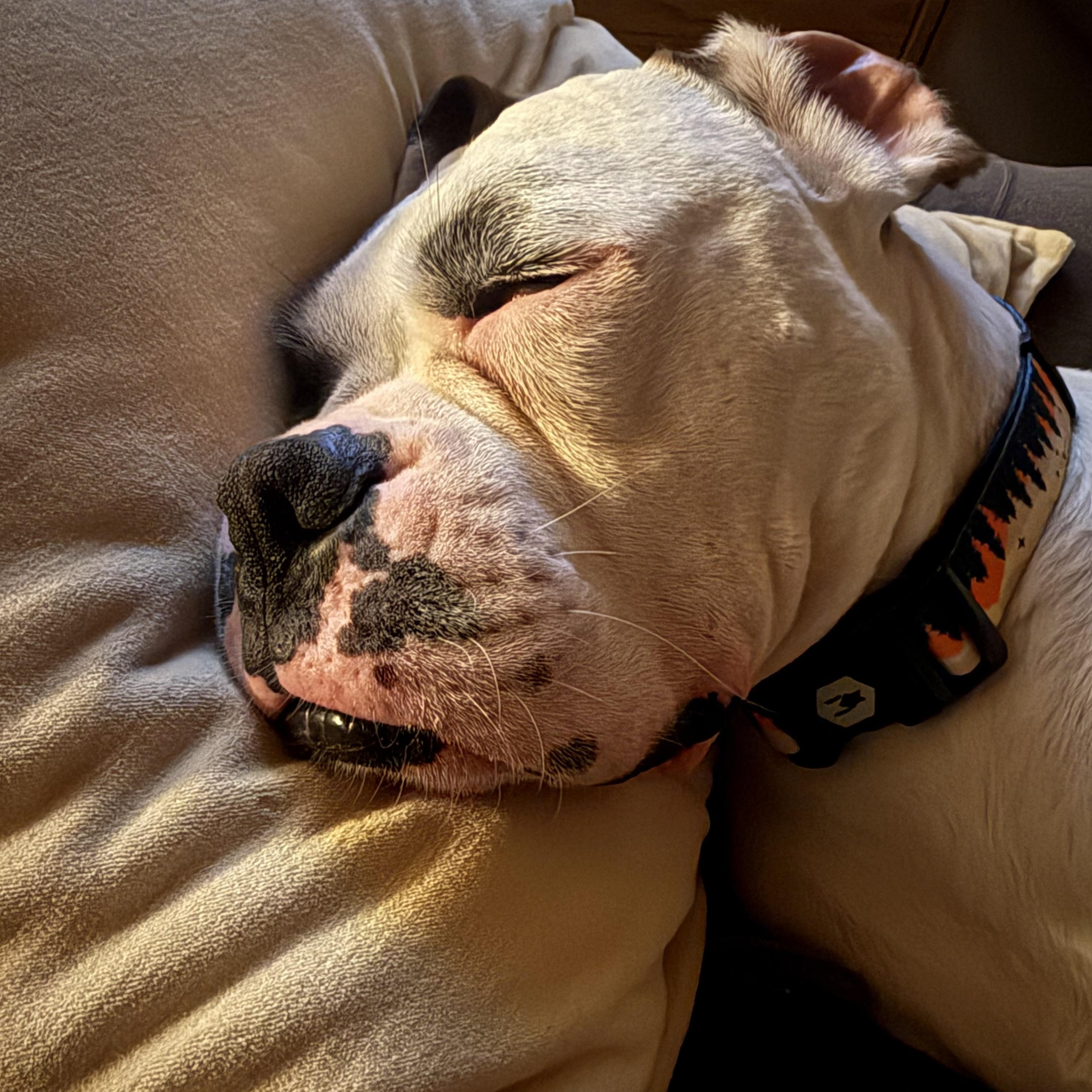 Bruno, a ADOPTABLE Boxer in San Diego, CA image 6/6