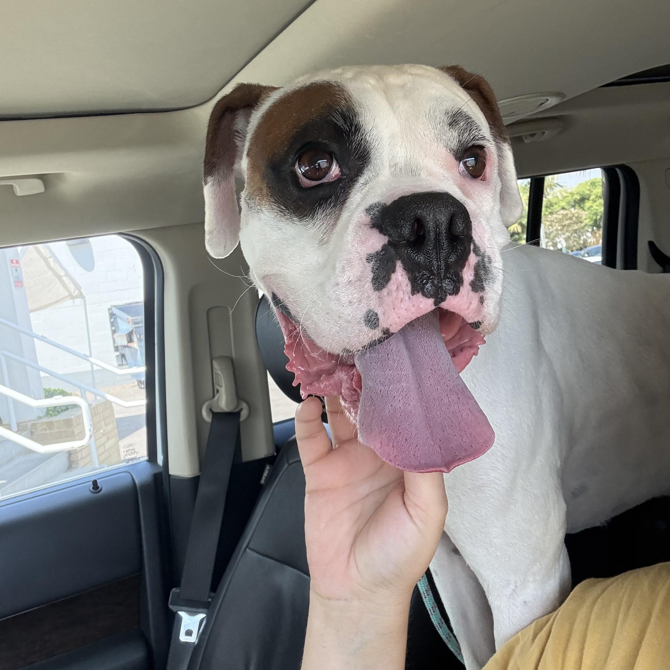Bruno, a ADOPTABLE Boxer in San Diego, CA image 4/6