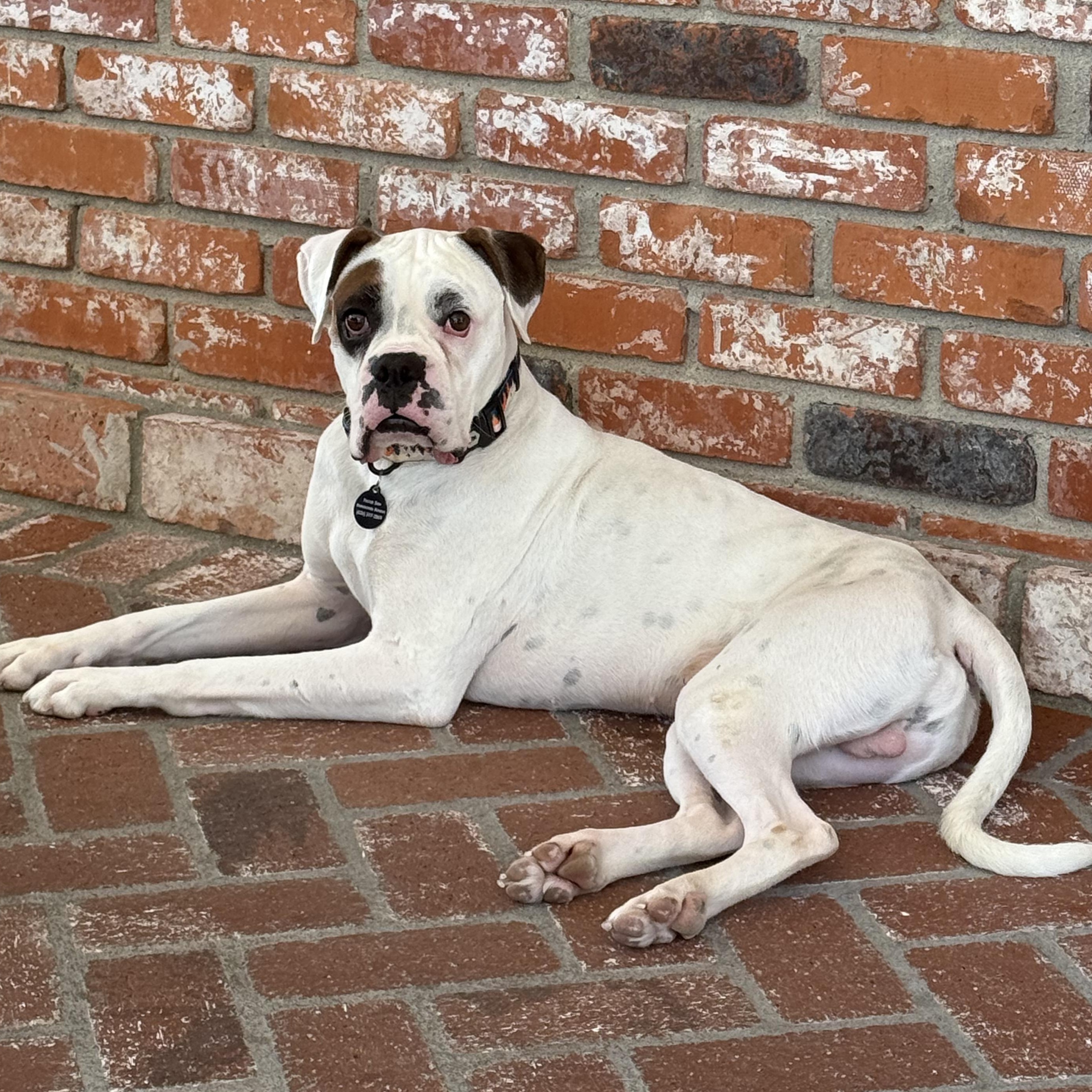 Bruno, a ADOPTABLE Boxer in San Diego, CA image 2/6