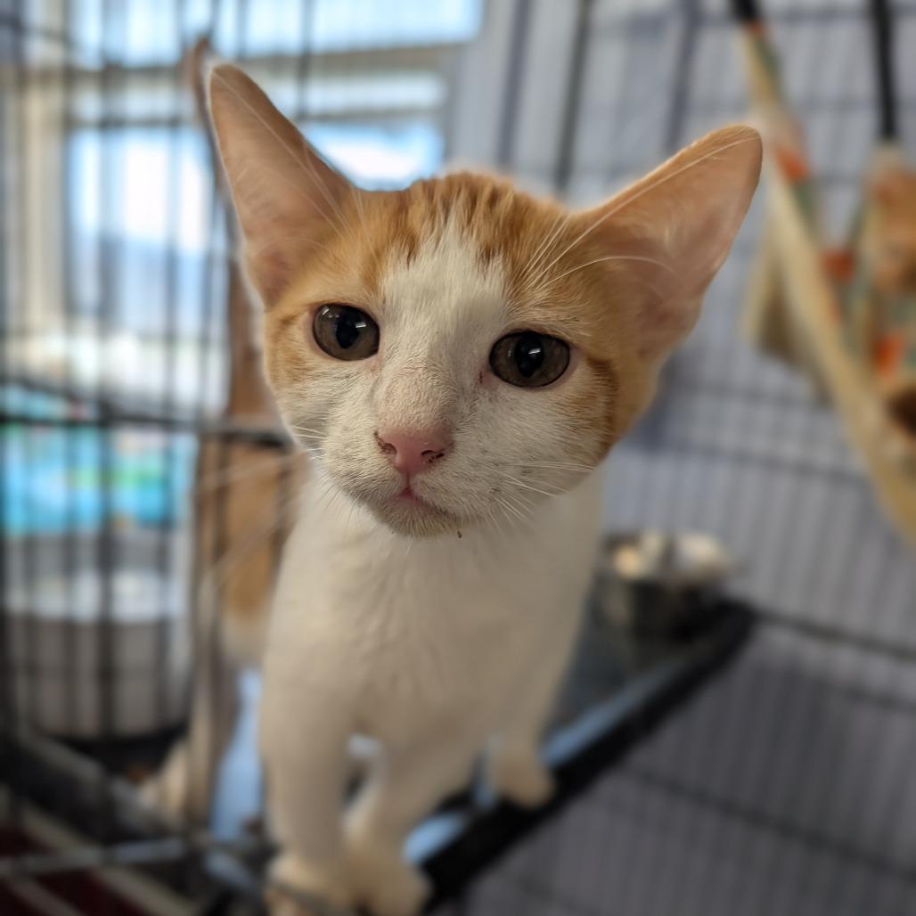 Leaf, a Adoptable Domestic Short Hair in Cape Girardeau, MO image 3/3